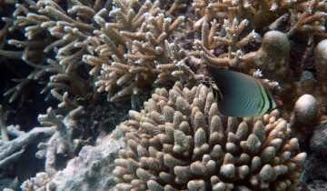 Chaetodon_triangulum