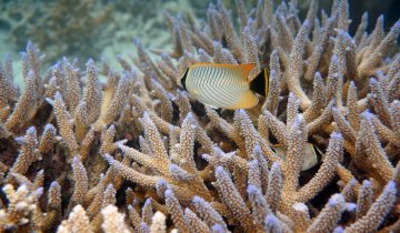Chaetodon_trifascialis