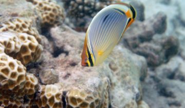 Chaetodon_trifasciatus