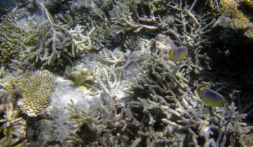 Chaetodon_trifasciatus