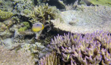 Chaetodon_trifasciatus
