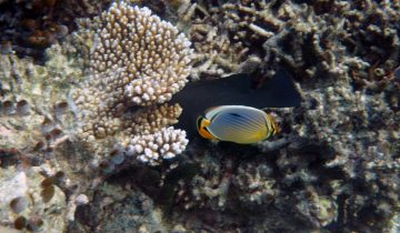 Chaetodon_trifasciatus