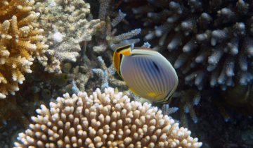 Chaetodon_trifasciatus
