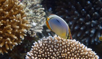 Chaetodon_trifasciatus