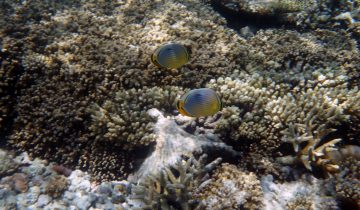 Chaetodon_trifasciatus