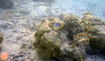 Chaetodon_trifasciatus