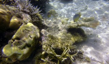 Chaetodon_trifasciatus