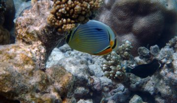 Chaetodon_trifasciatus