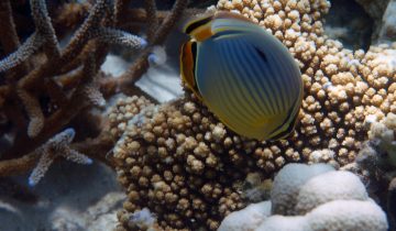 Chaetodon_trifasciatus