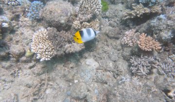 Chaetodon_ulietensis