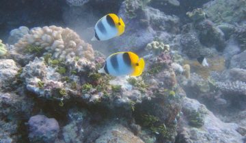Chaetodon_ulietensis