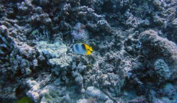 Chaetodon_ulietensis