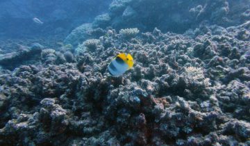 Chaetodon_ulietensis