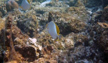 Chaetodon_xanthocephalus