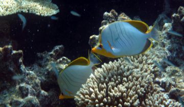 Chaetodon_xanthocephalus
