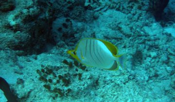 Chaetodon_xanthocephalus