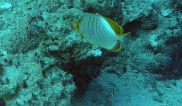 Chaetodon_xanthocephalus