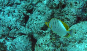 Chaetodon_xanthocephalus