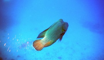 Cheilinus_undulatus