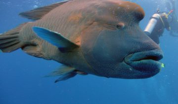 Cheilinus_undulatus