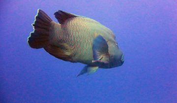 Cheilinus_undulatus