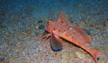 Chelidonichthys_lastoviza