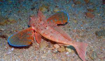 Chelidonichthys_lastoviza