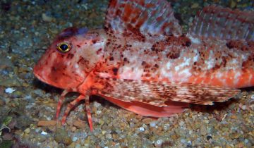 Chelidonichthys_lastoviza