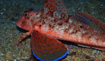 Chelidonichthys_lastoviza