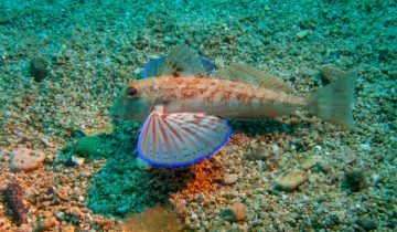 Chelidonichthys_lastoviza