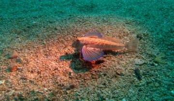 Chelidonichthys_lastoviza