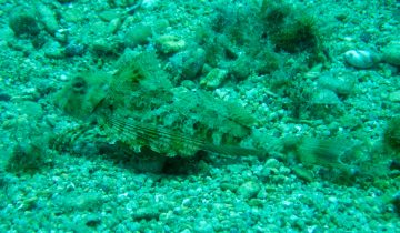 Chelidonichthys_lastoviza
