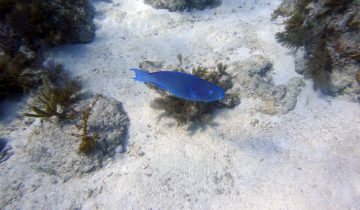 Chlorurus_spilurus