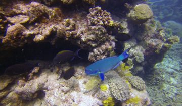 Chlorurus_spilurus