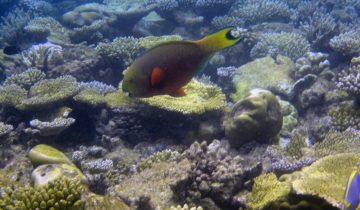 Chlorurus_strongylocephalus