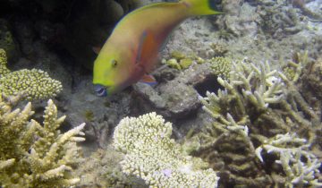 Chlorurus_strongylocephalus