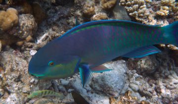 Chlorurus_strongylocephalus