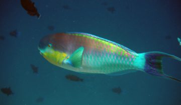 Chlorurus_strongylocephalus