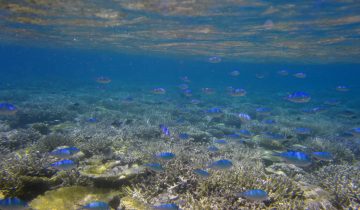 Chromis_atripectoralis