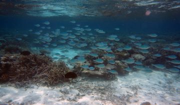 Chromis_atripectoralis