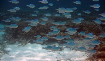 Chromis_atripectoralis