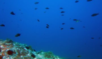 Chromis_chromis