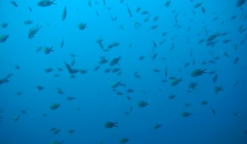 Chromis_chromis