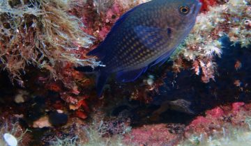 Chromis_chromis