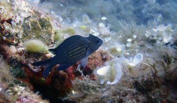 Chromis_chromis