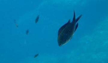 Chromis_chromis