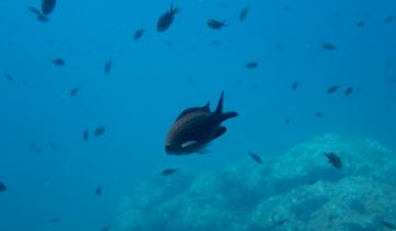 Chromis_chromis