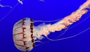 Chrysaora_colorata