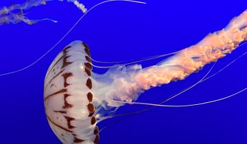 Chrysaora_colorata