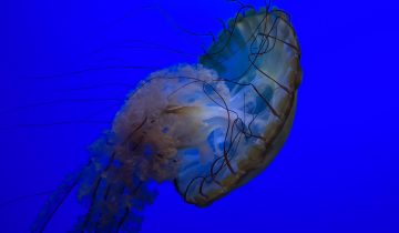 Chrysaora_fuscescens